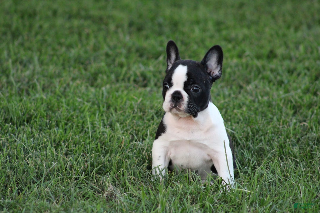French Bulldog dogs for sale: Natalie - Image 7