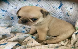 Pug dogs for sale: Bear - Image 1