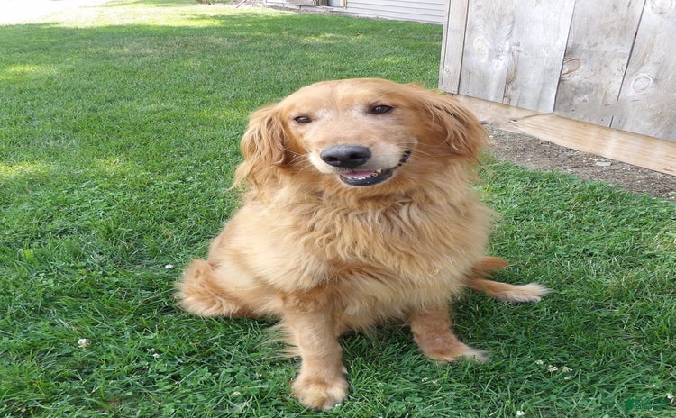 Golden Retriever dogs - Advert 39