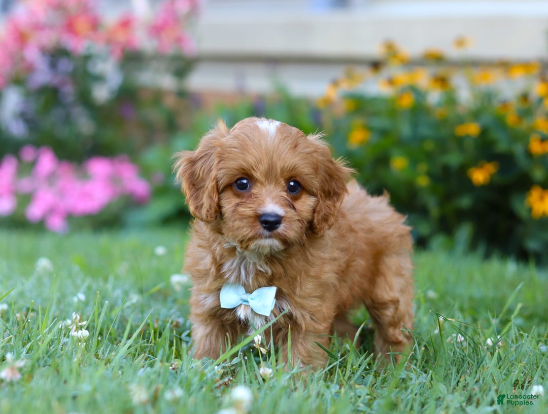 Cavapoo dogs for sale: Cavapoo 4 puppies - Image 7