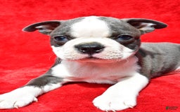 Boston Terrier dogs for sale: Boston Terrier 9 puppies - Image 4