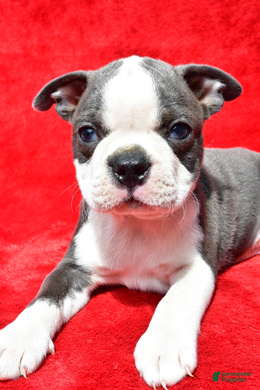 Boston Terrier dogs for sale: Boston Terrier 9 puppies - Image 4