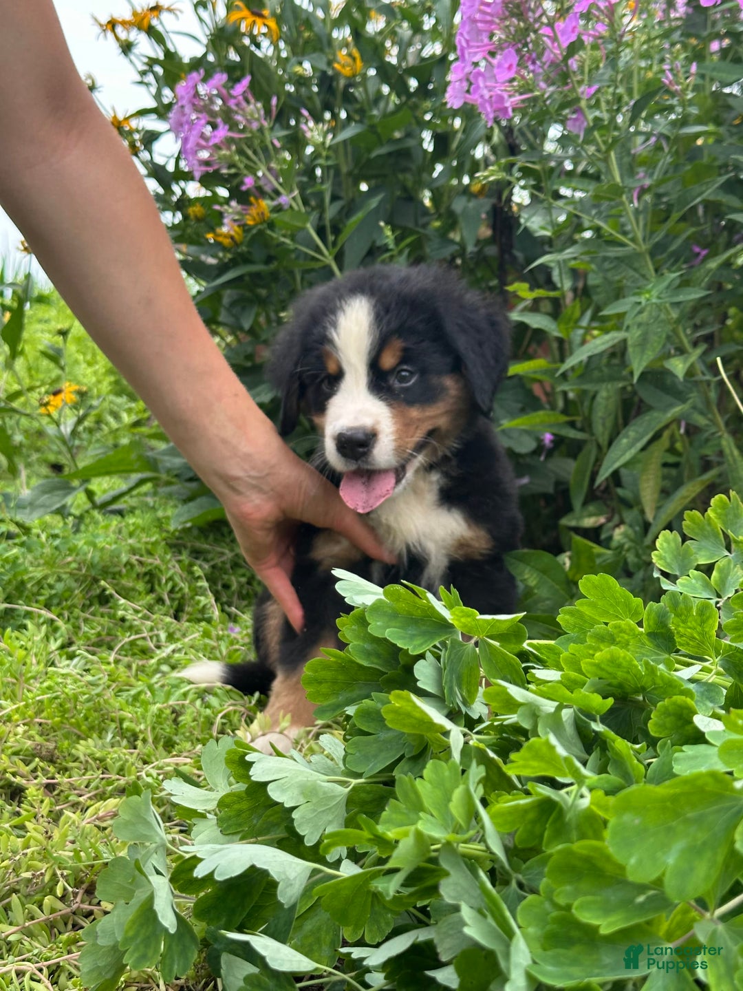 Bernese Mountain Dog dogs for sale: Kaylie - Image 4