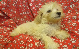 Aussiedoodle dogs for sale: SNOW - Image 2