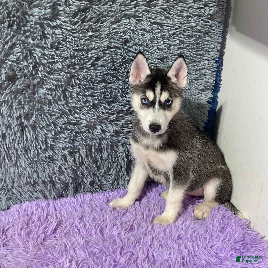 Siberian Husky dogs for sale: Lassie - Image 7