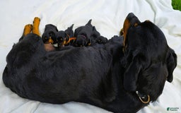 Rottweiler dogs for sale: Rex - Image 9