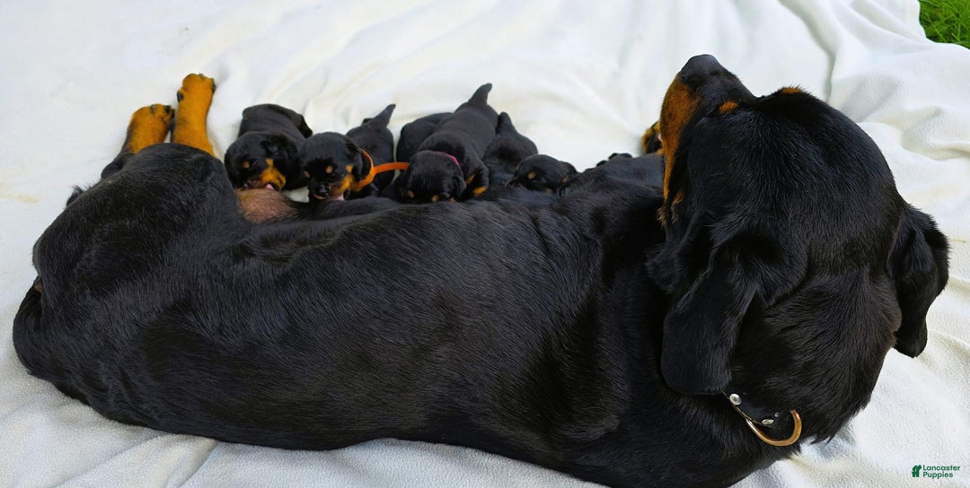Rottweiler dogs for sale: Rex - Image 9