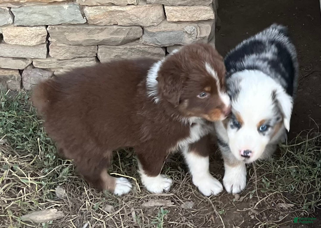 Australian Shepherd dogs for sale: Chance - Image 1