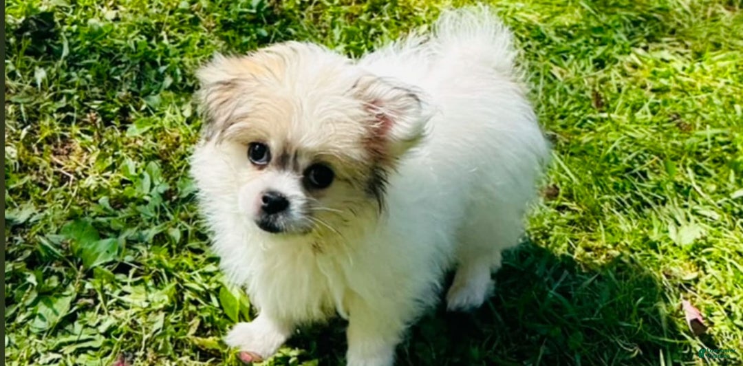 Yorkshire Terrier dogs for sale: Cookies/ Chips Ahoy - Image 3