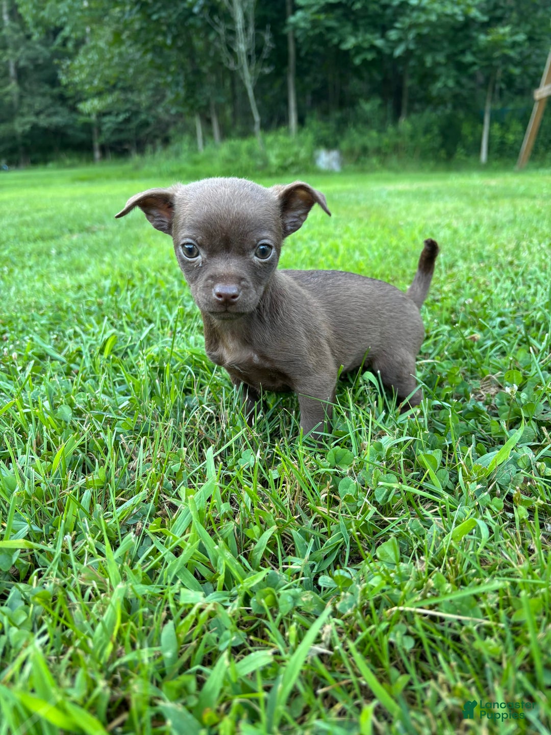Chihuahua dogs for sale: Genny - Image 4