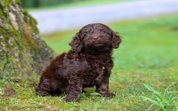 Cockapoo dogs for sale: Akira - Image 9