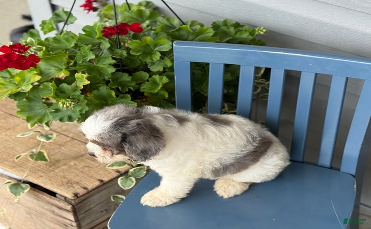 Mini Bernedoodle dogs for sale - Ad 2