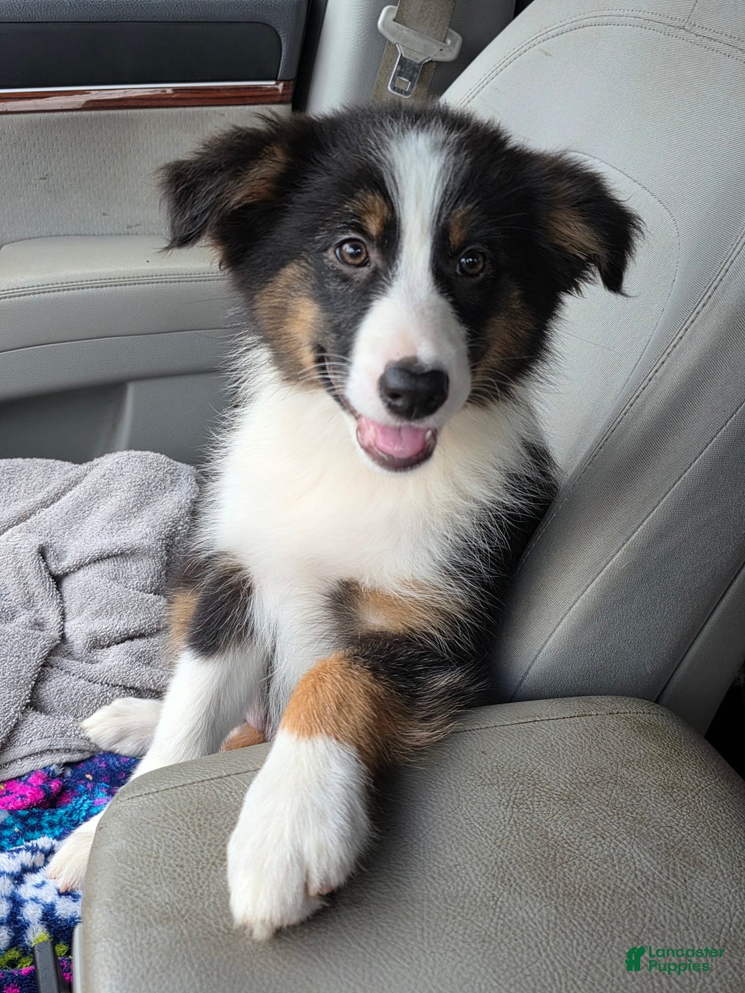 Australian Shepherd dogs for sale: Australian Shepherd 7 puppies - Image 1