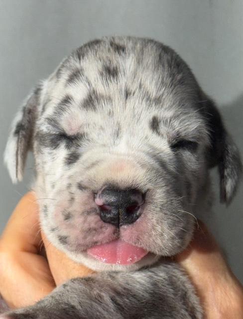 Great Dane dogs for sale: Lenny - Blue Merle - Image 6