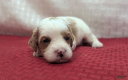Cavapoo dogs for sale: Buzz - Image 10