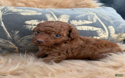 Toy Poodle dogs for sale: Parker - Image 2