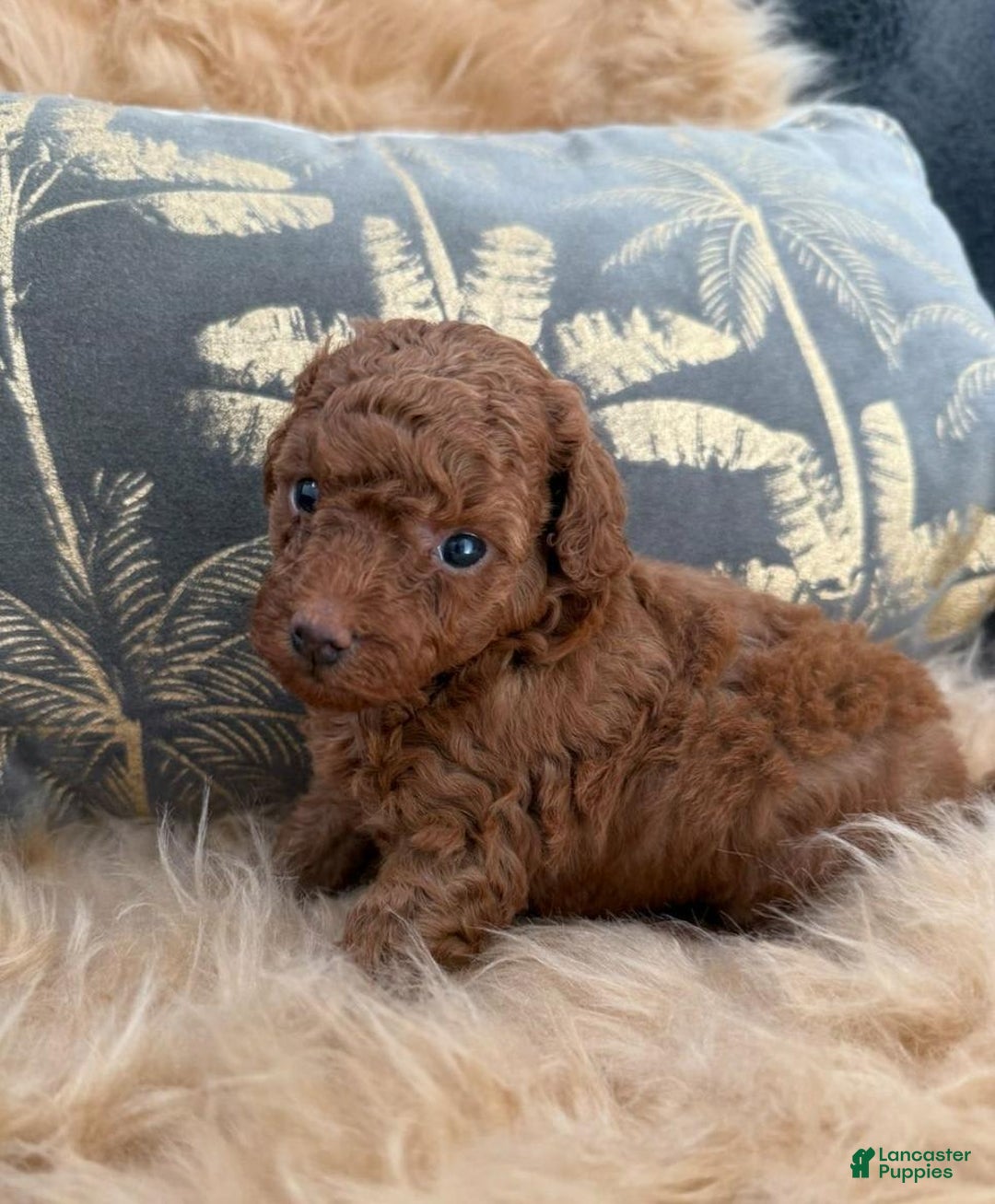 Toy Poodle dogs for sale: Parker - Image 2