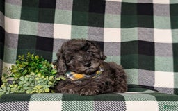 Miniature Poodle dogs for sale: Emerson - Image 5