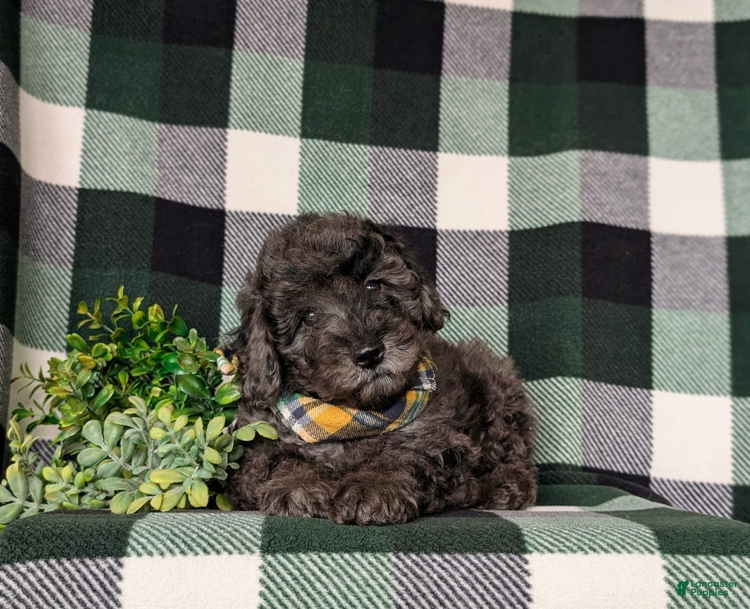 Miniature Poodle dogs for sale: Emerson - Image 5