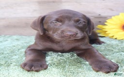 Labrador Retriever dogs for sale: Rattler - Image 7