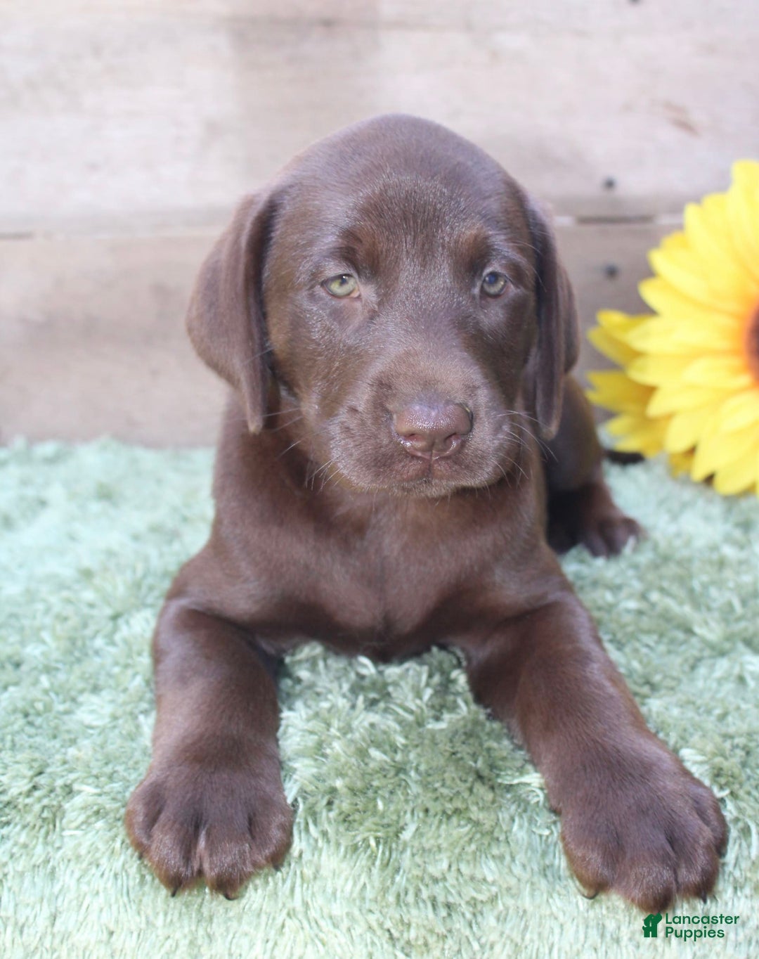 Labrador Retriever dogs for sale: Rattler - Image 7