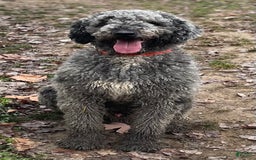 Standard Poodle dogs for sale: Gypsy - Image 28