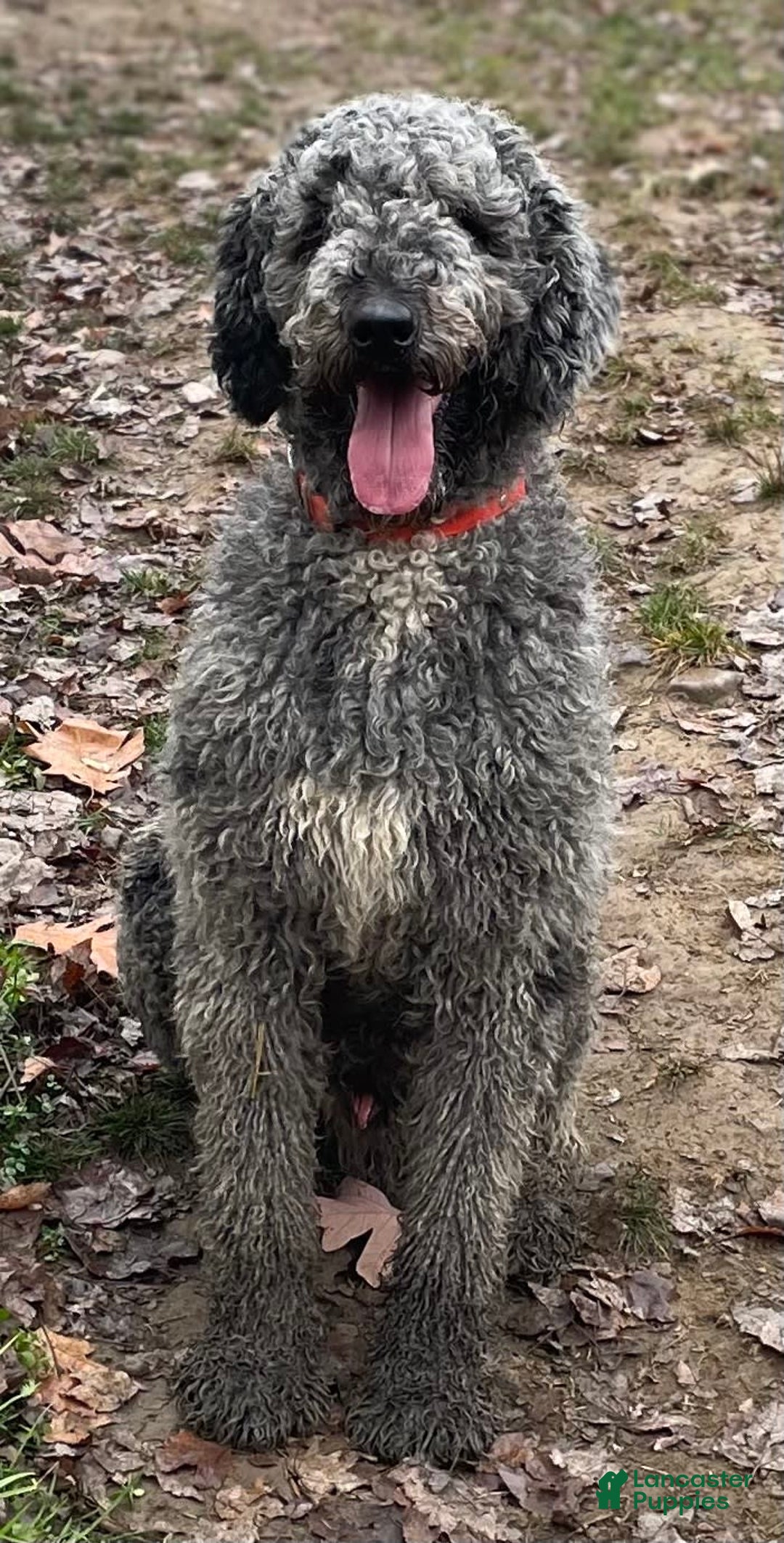 Standard Poodle dogs for sale: Gypsy - Image 28