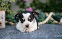 Chihuahua dogs for sale: Teeny - Image 1