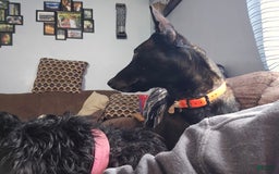 Belgian Malinois dogs for sale: Boy 1 - Image 6