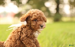 Toy Poodle dogs for sale: Reese - Image 4
