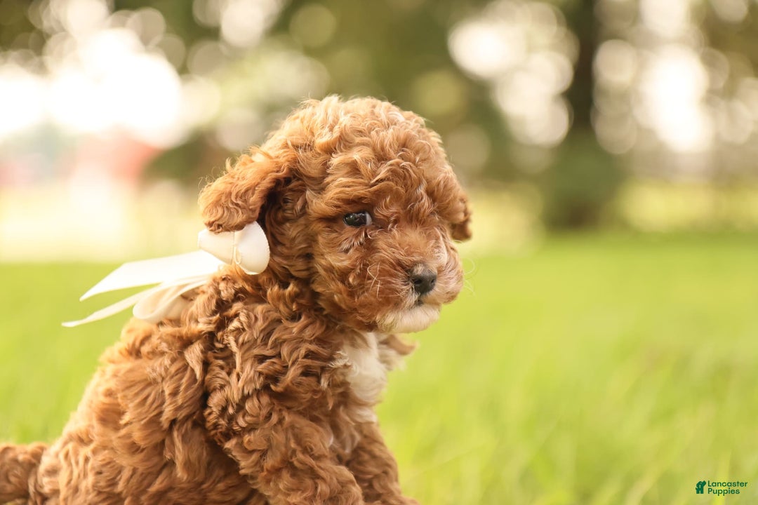 Toy Poodle dogs for sale: Reese - Image 4
