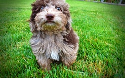Havapoo dogs for sale: Bentley - Image 6