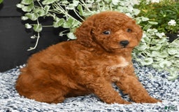 Miniature Poodle dogs for sale: Ranae - Image 8