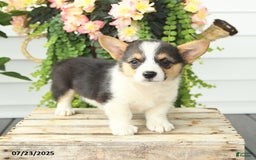 Welsh Corgi Pembroke dogs for sale: Poker - Image 5