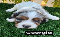 Cavapoo dogs for sale: Georgia - Image 1