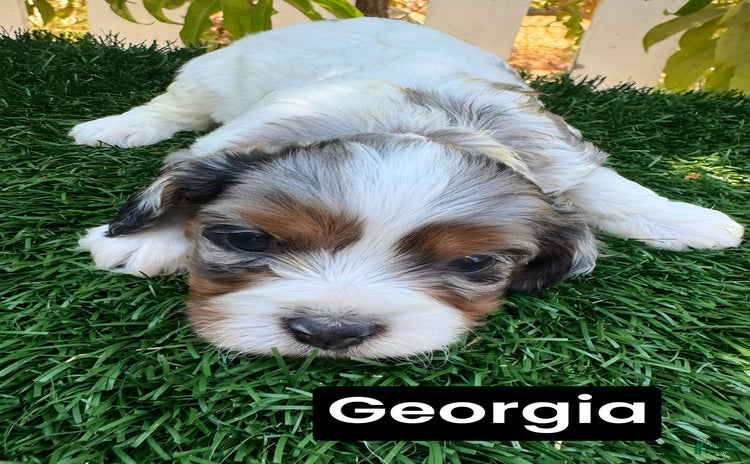 Cavapoo dogs for sale - Ad 1