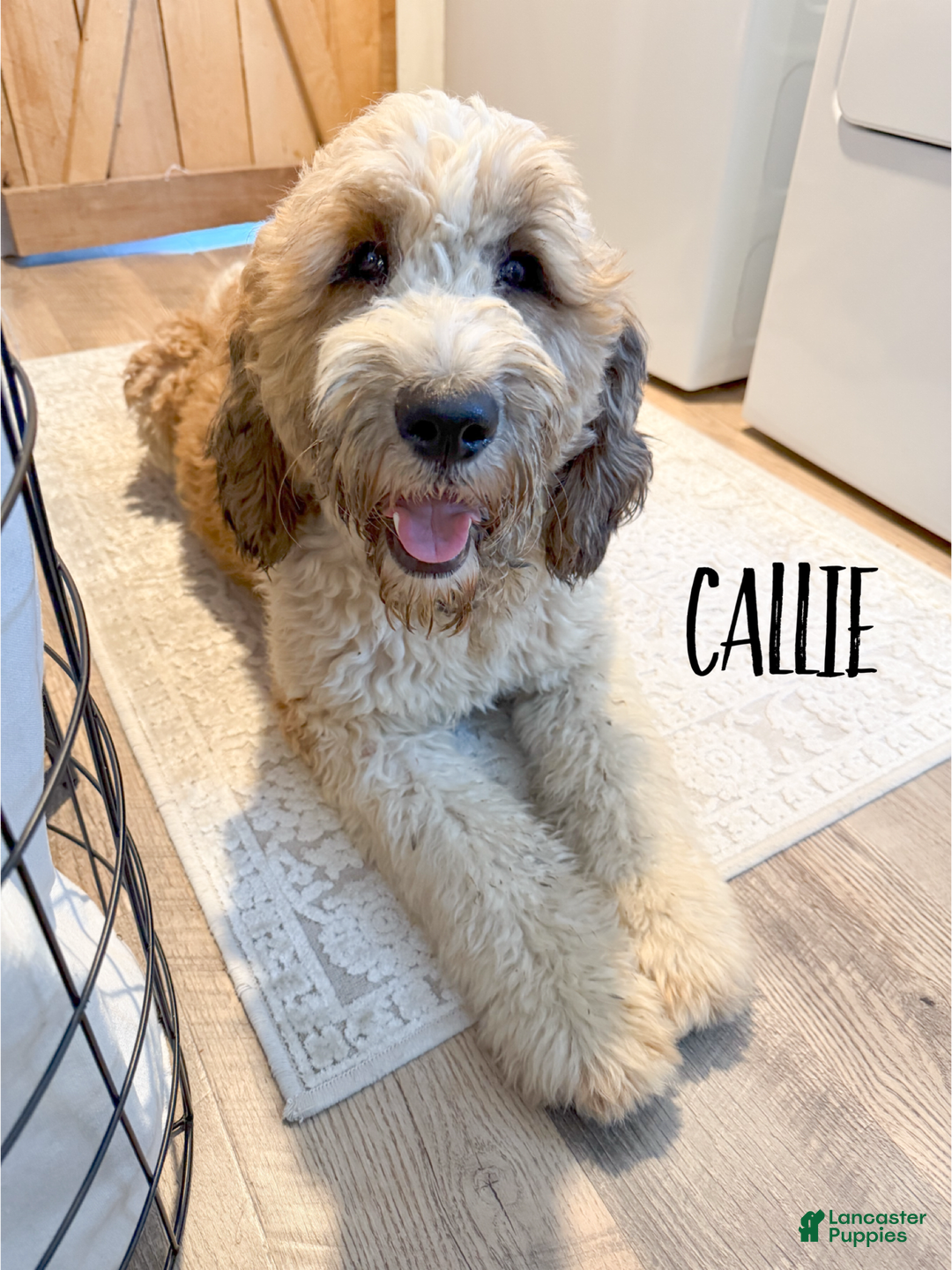 Saint Berdoodles dogs for sale: Calliope - Standard F1b - Image 2