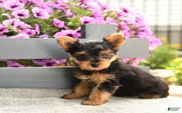 Yorkshire Terrier dogs for sale: Trex - Image 1