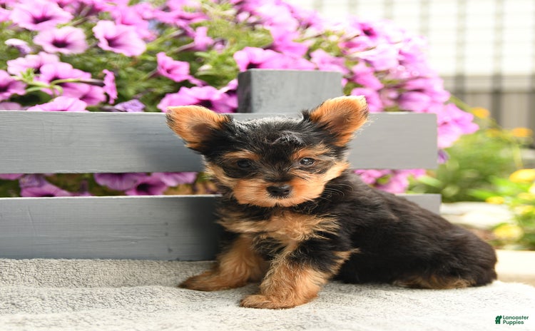 Yorkshire Terrier dogs for sale - Ad 4