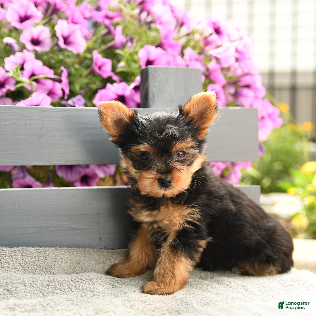 Yorkshire Terrier dogs for sale: Trex - Image 1