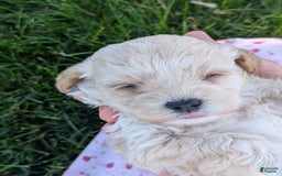 Cockapoo dogs for sale: Cream Puff - Image 3