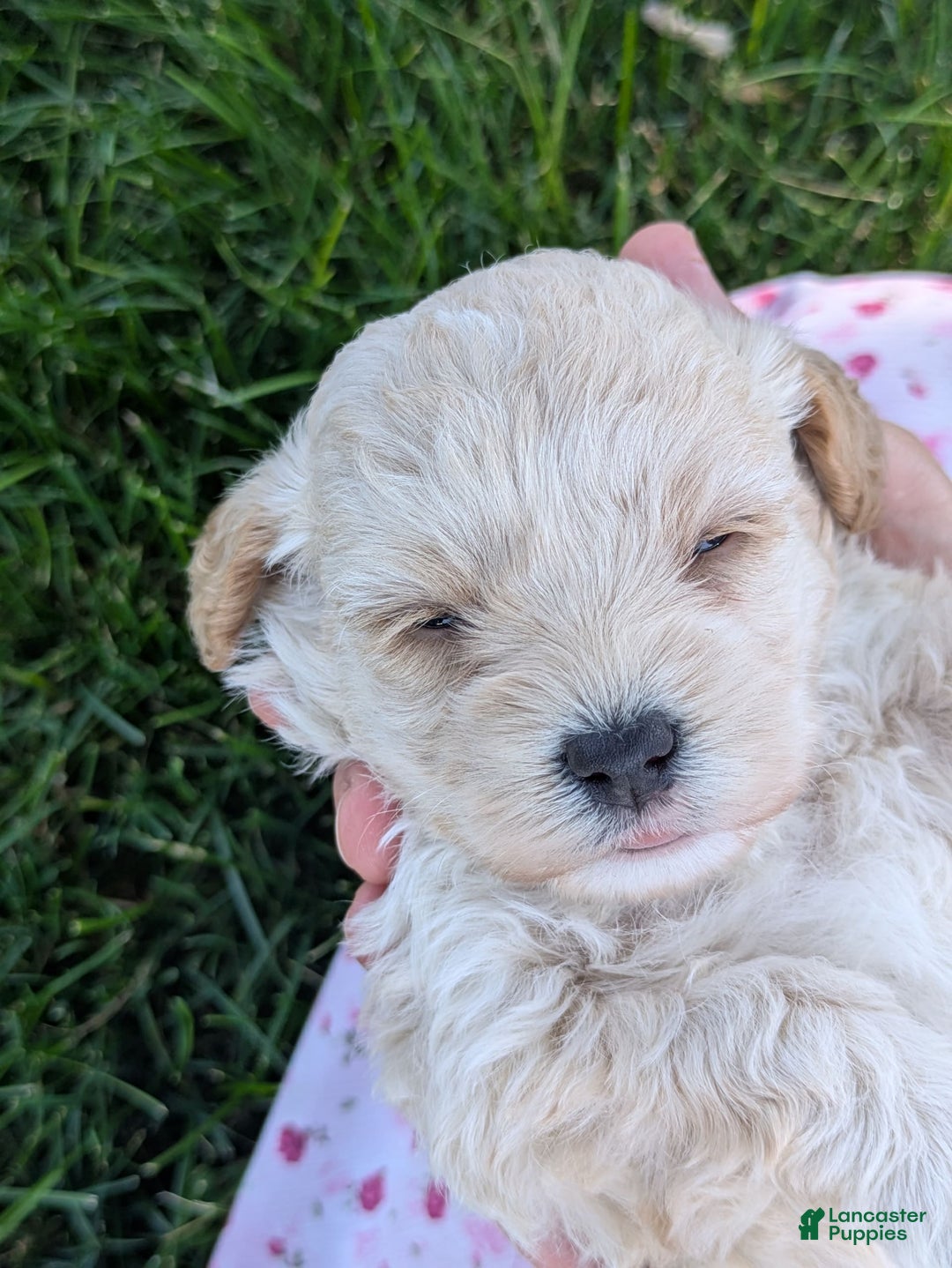Cockapoo dogs for sale: Cream Puff - Image 3