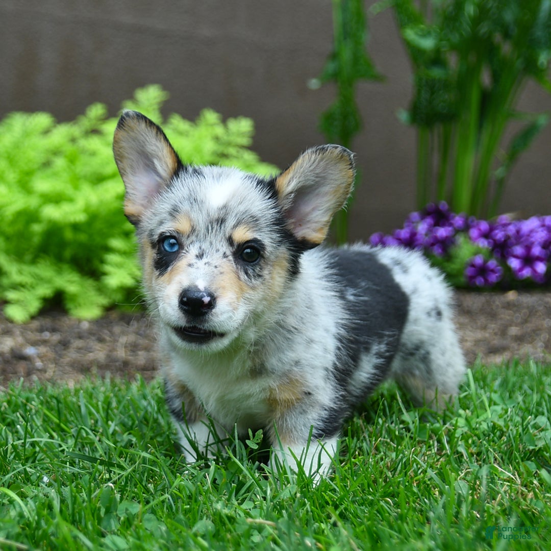 Welsh Corgi Pembroke dogs for sale: Welsh Corgi (Pembroke) 5 puppies - Image 10