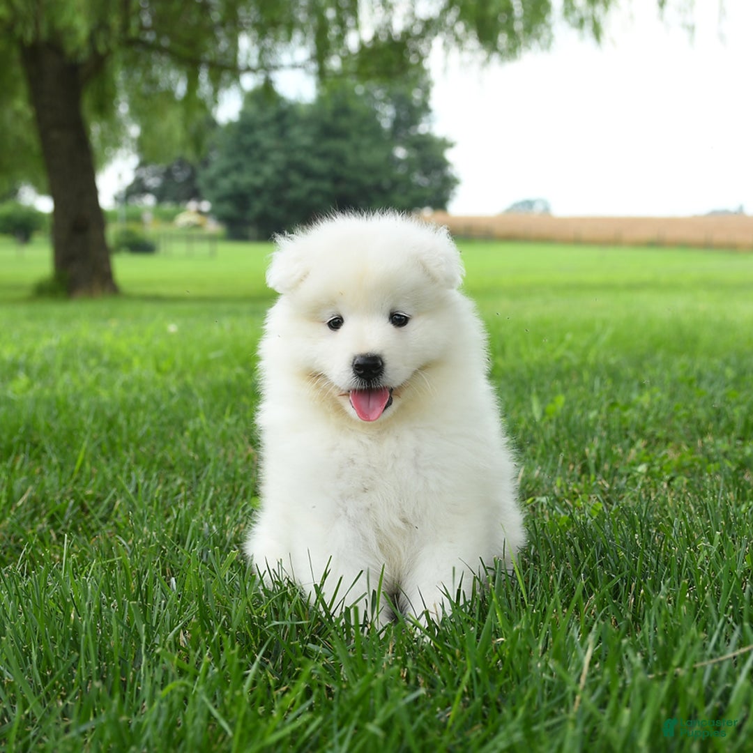 Samoyed dogs for sale: Gabby - Image 1
