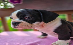 English Bulldog dogs for sale: Petunia - Image 4