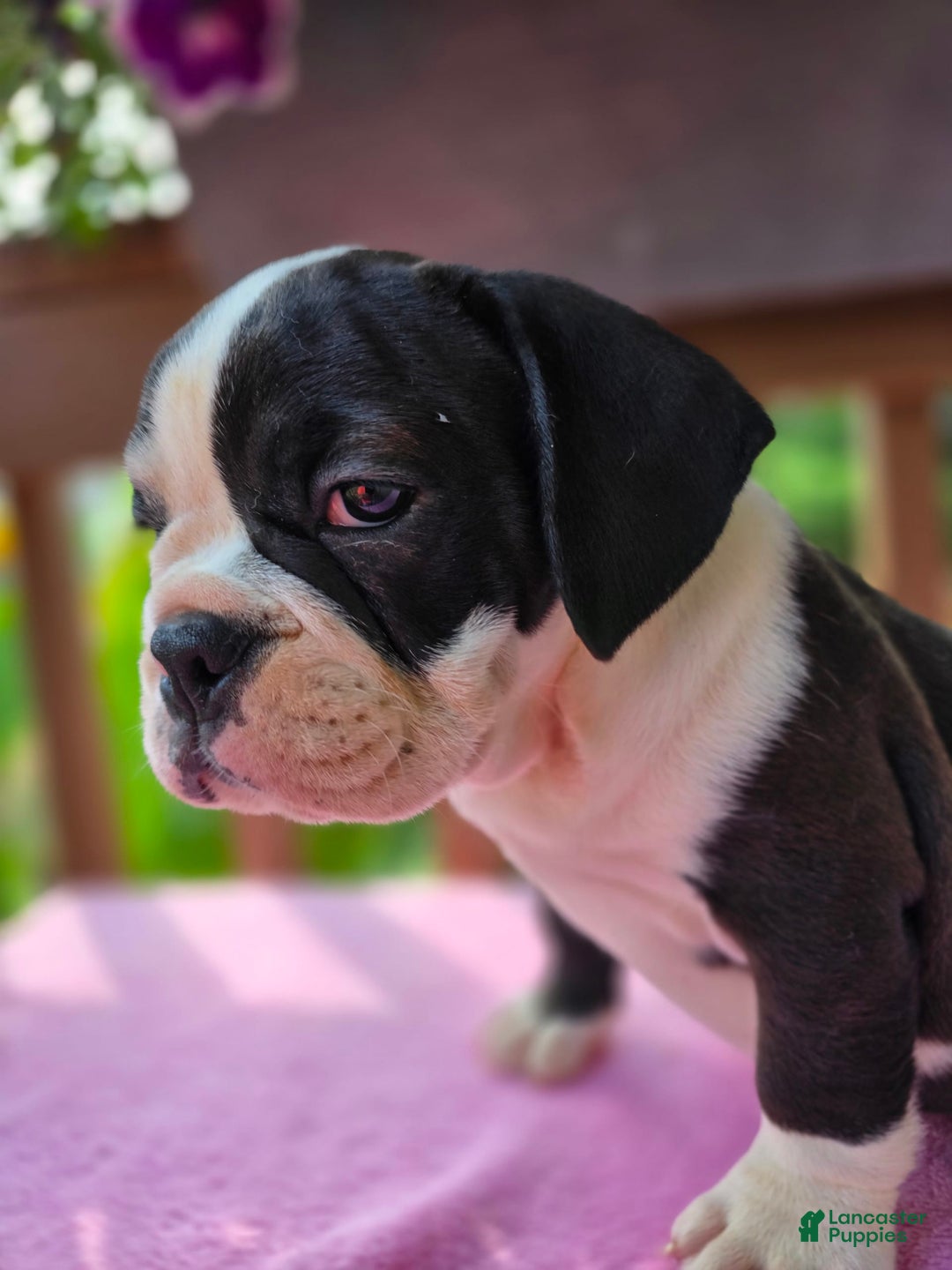 English Bulldog dogs for sale: Petunia - Image 4