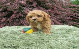 Cavapoo dogs for sale: Princess - Image 9