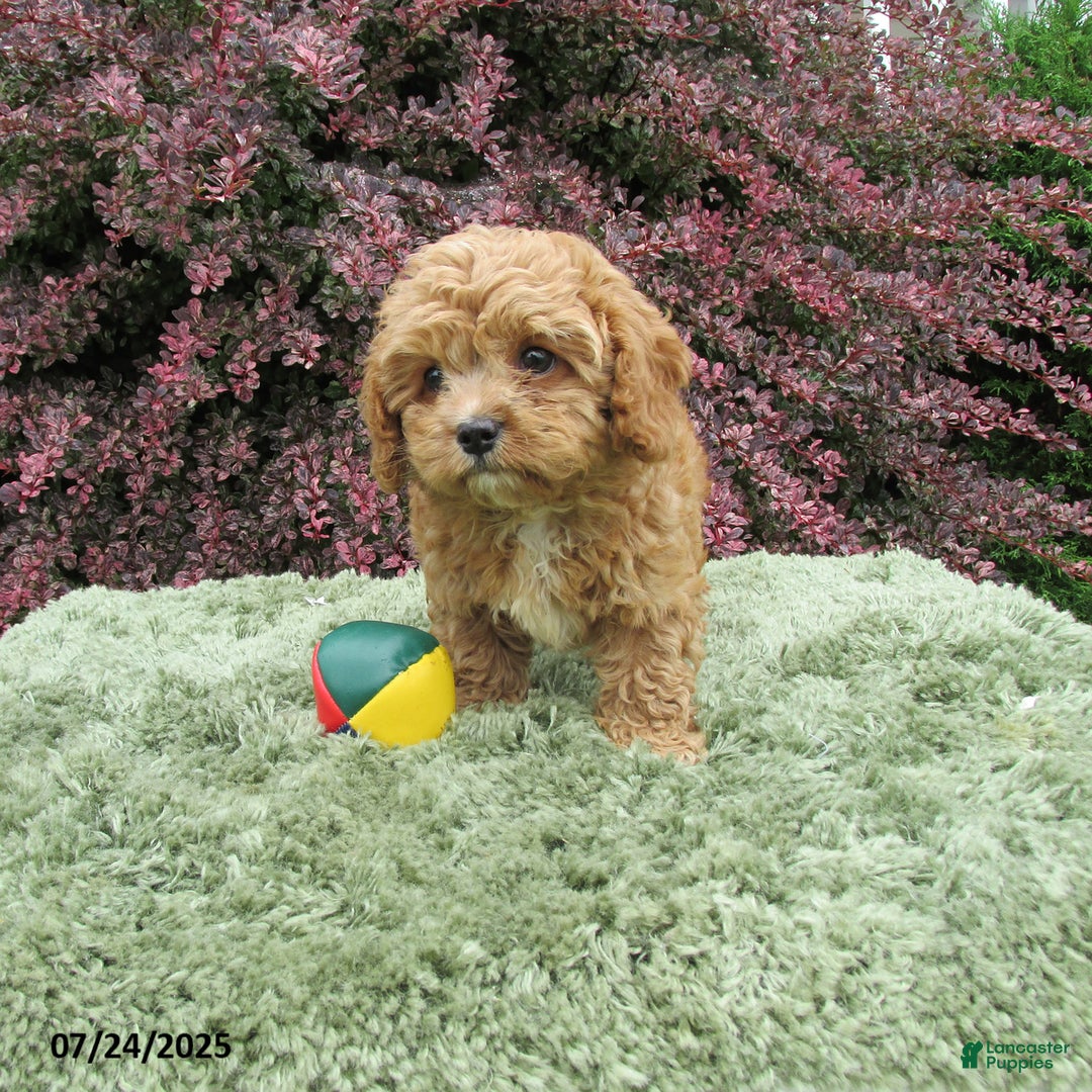 Cavapoo dogs for sale: Princess - Image 9