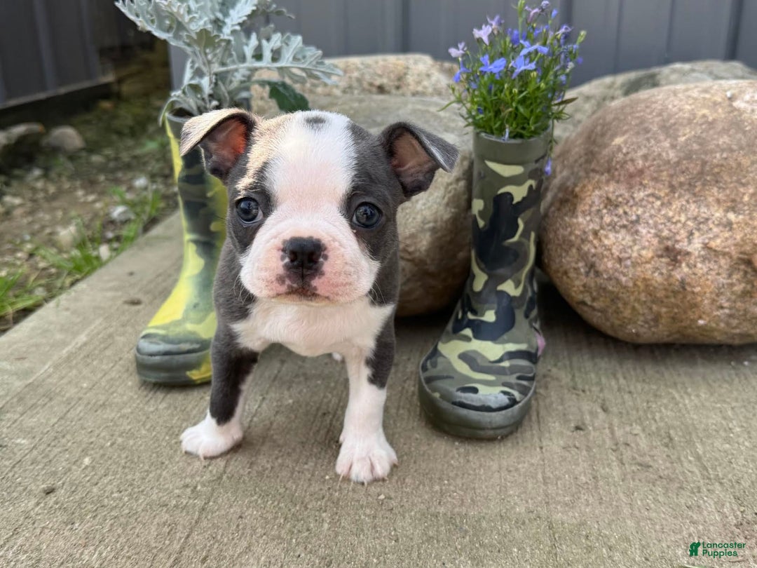 Boston Terrier dogs for sale: Tuffy - Image 1