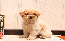Bichpoo dogs for sale: Pickles - Image 2